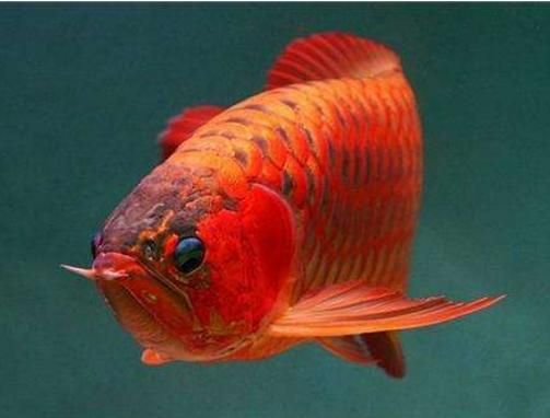 紅金龍魚和紅線魚有什么區別？（如何區分紅金龍魚和紅線魚的價格差異大嗎？）