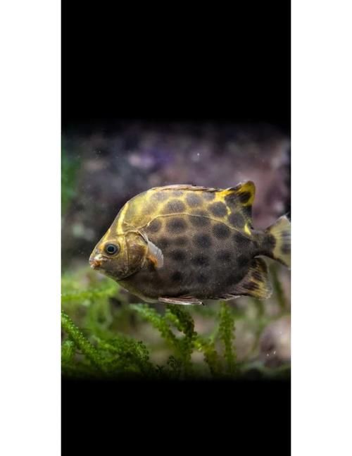 非洲金鼓魚需要多大的魚缸？（非洲金鼓魚的飼養）