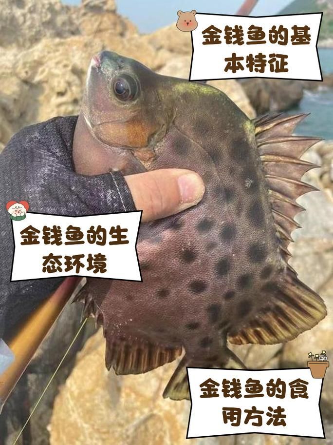 非洲金鼓魚需要多大的魚缸？（非洲金鼓魚的飼養）