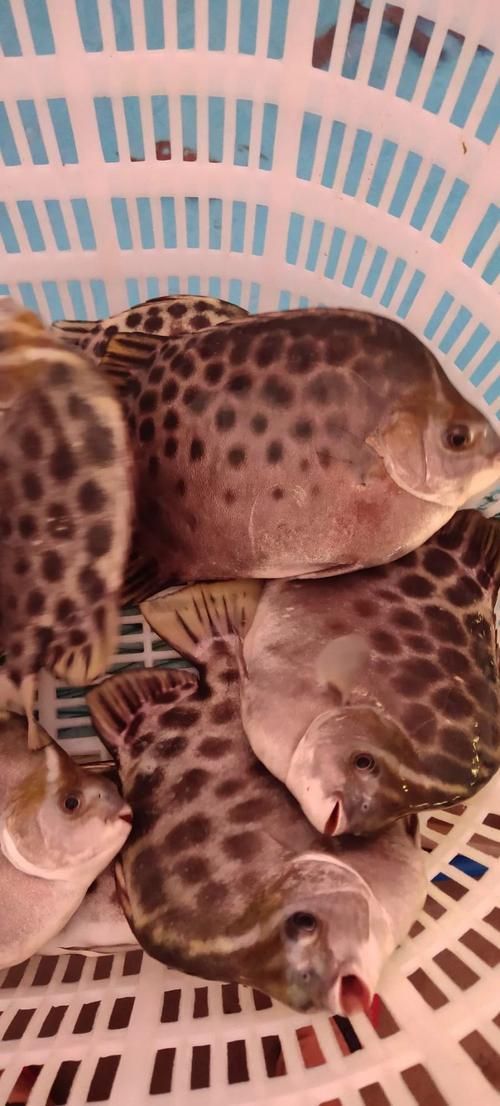 非洲金鼓魚需要多大的魚缸？（非洲金鼓魚的飼養）