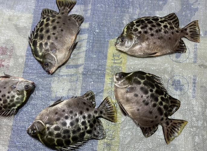 非洲金鼓魚需要多大的魚缸？（非洲金鼓魚的飼養）