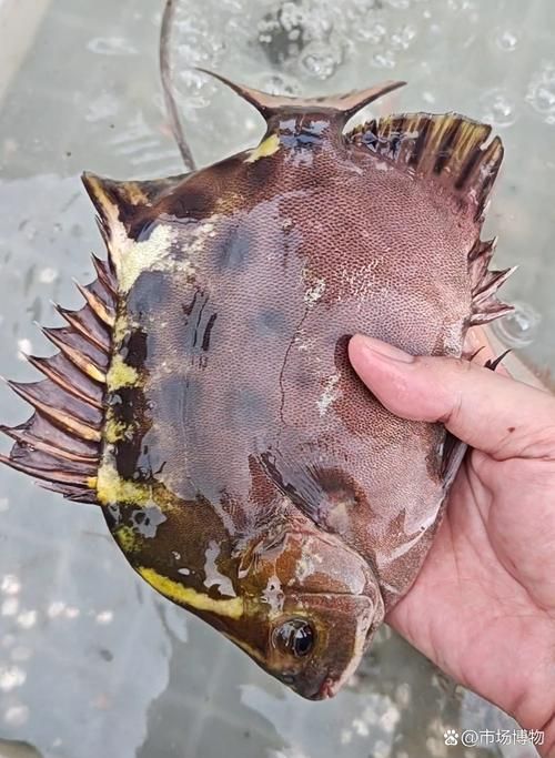非洲金鼓魚需要多大的魚缸？（非洲金鼓魚的飼養）