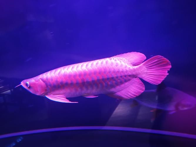 紫金龍魚的飼養(yǎng)難度如何？（紫金龍魚的飼養(yǎng)）