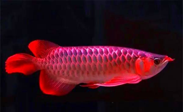 龍魚掉眼后如何急救處理？（如何判斷龍魚掉眼是否嚴重）