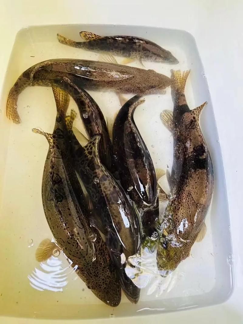 貴池龍魚有哪些知名品牌？（安徽池州市貴池龍魚養殖品牌信息已完整揭示“秋浦花鱖”） 貴池龍魚有哪些知名品牌？（安徽池州市貴池龍魚養殖品牌信息已完整揭示“秋浦花鱖”） 龍魚百科 第4張