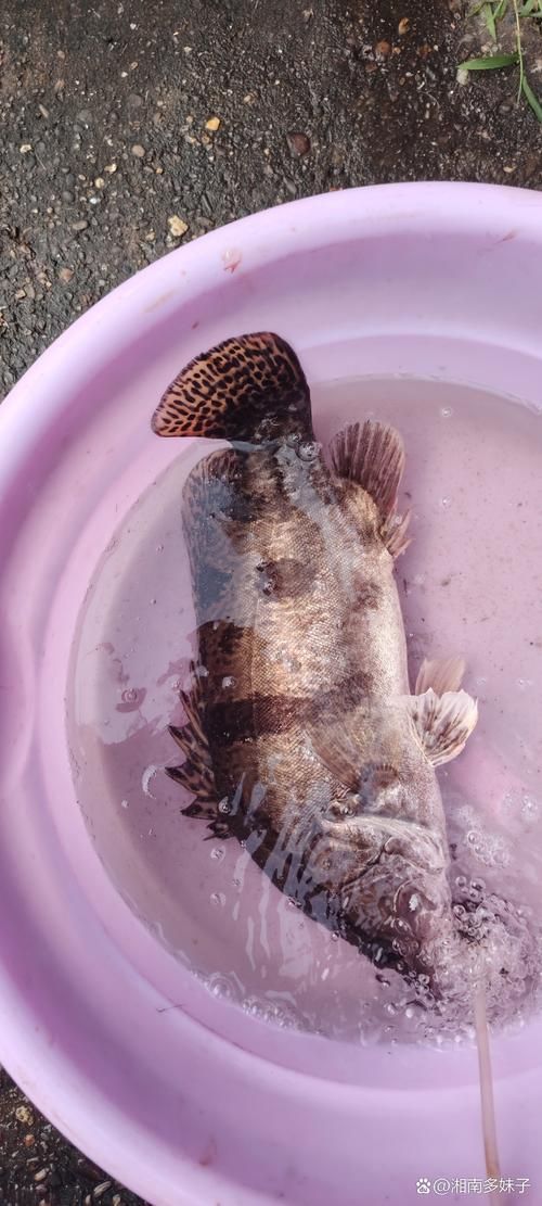 貴池龍魚有哪些知名品牌？（安徽池州市貴池龍魚養殖品牌信息已完整揭示“秋浦花鱖”） 貴池龍魚有哪些知名品牌？（安徽池州市貴池龍魚養殖品牌信息已完整揭示“秋浦花鱖”） 龍魚百科 第5張