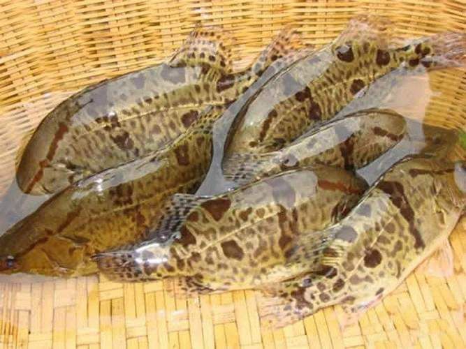 貴池龍魚有哪些知名品牌？（安徽池州市貴池龍魚養殖品牌信息已完整揭示“秋浦花鱖”） 貴池龍魚有哪些知名品牌？（安徽池州市貴池龍魚養殖品牌信息已完整揭示“秋浦花鱖”） 龍魚百科 第1張