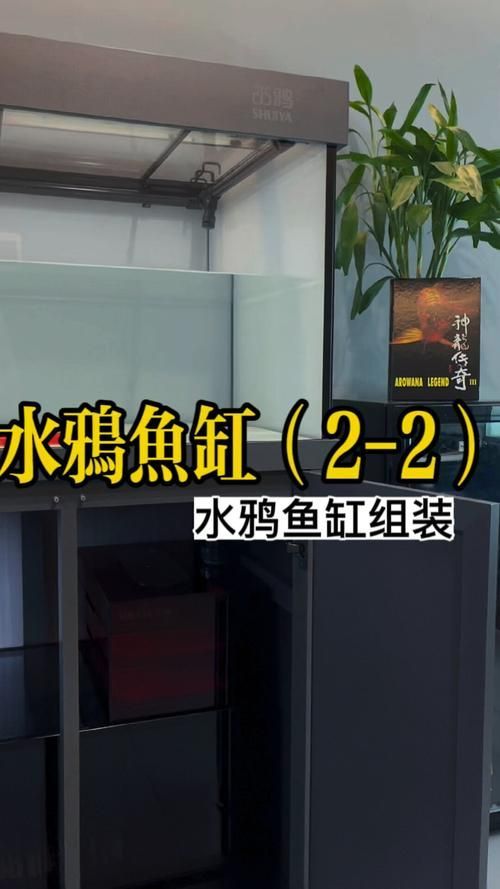 水鴨魚缸有哪些型號推薦（水鴉魚缸型號對比表）