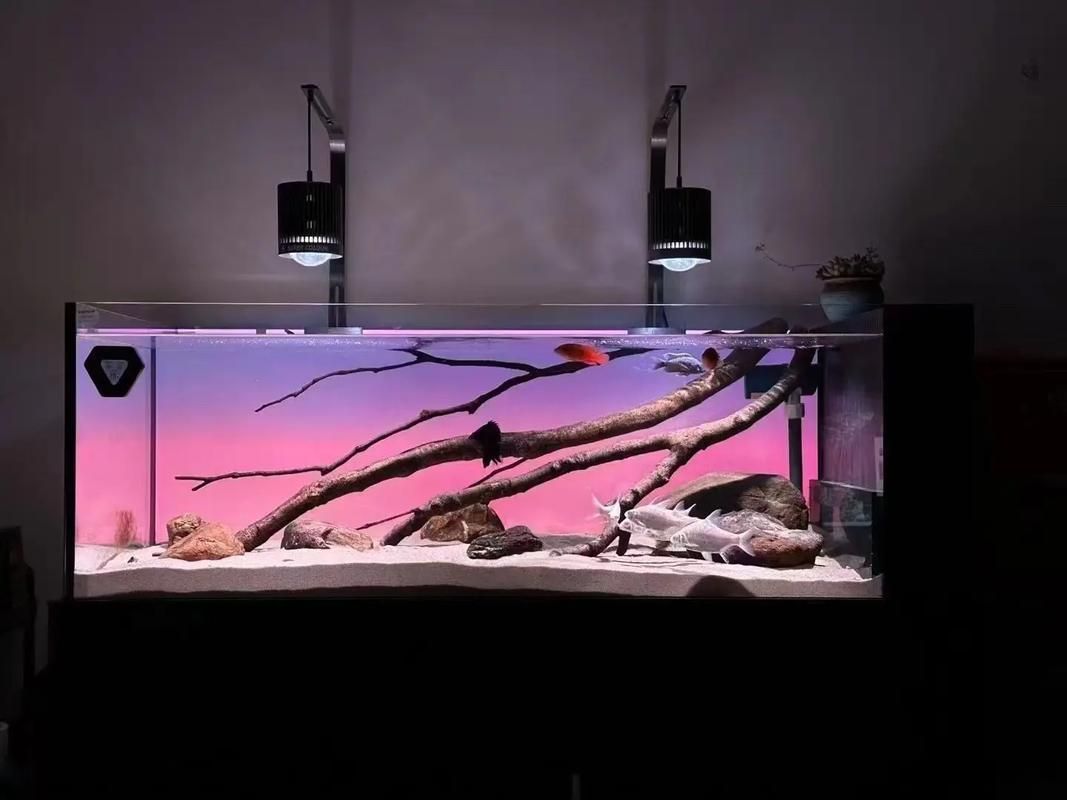 水鴨魚缸有哪些型號推薦（水鴉魚缸型號對比表）