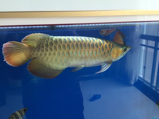 青龍魚有哪些品種？（白底+青藍(lán)斑點(diǎn)）