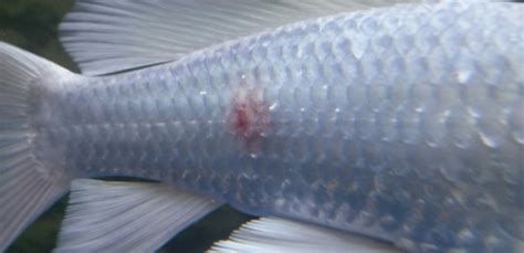 龍魚不小心撞缸會受傷嗎（關于龍魚撞缸的詳解）