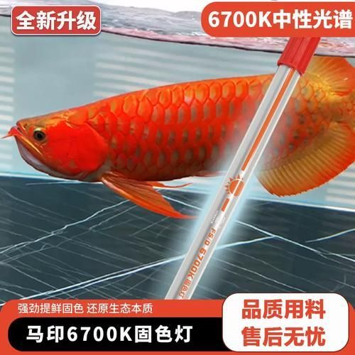 龍魚烤燈2700K和6700K的價格差異大嗎？（魚烤燈2700k和6700k哪個更適合龍魚發色？）
