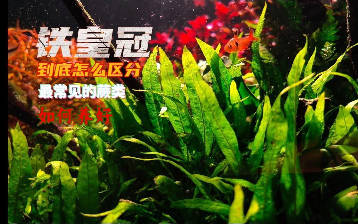 金龍魚缸適合養哪些植物（金龍魚缸中養金龍魚缸植物需定期修剪）
