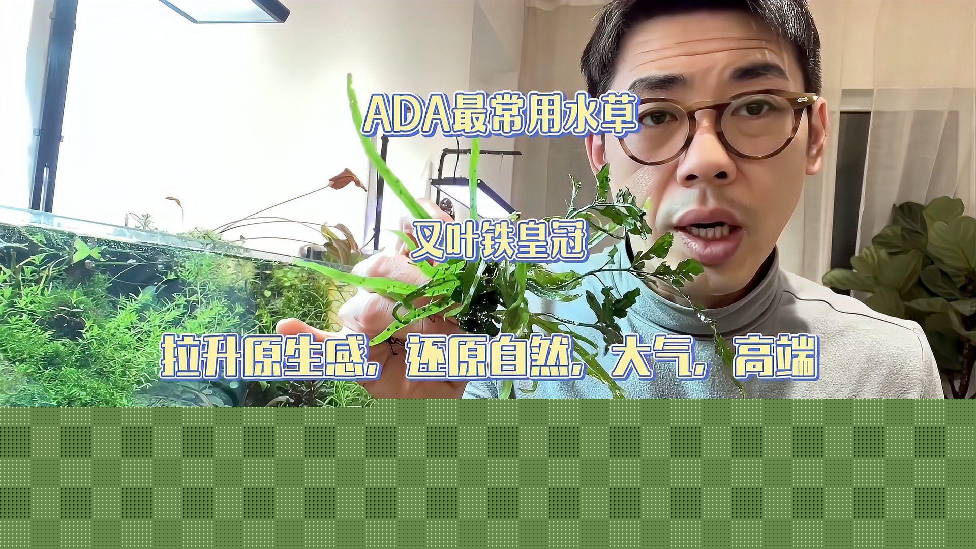 金龍魚缸適合養哪些植物（金龍魚缸中養金龍魚缸植物需定期修剪）