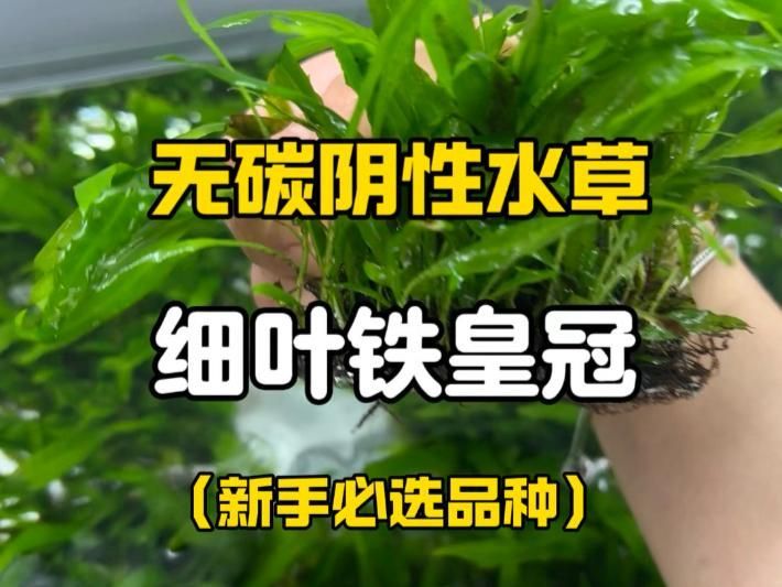金龍魚缸適合養哪些植物（金龍魚缸中養金龍魚缸植物需定期修剪）