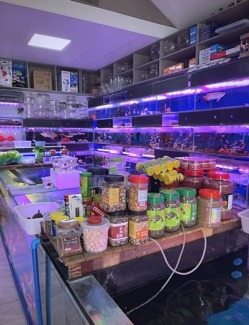 給我推薦一些大化龍魚的購買渠道（大化龍魚的購買渠道）