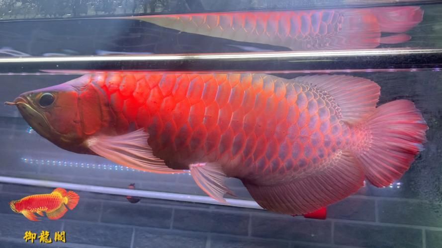 右江龍魚的市場價格（中國廣西右江龍魚市場價格譜系右江龍魚市場價格信息）