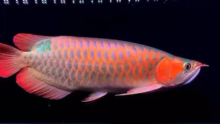 <strong><mark>右江</mark></strong>龍魚的市場價格（中國廣西<strong><mark>右江</mark></strong>龍魚市場價格譜系<strong><mark>右江</mark></strong>龍魚市場價格信息）