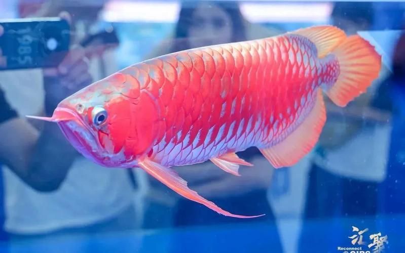 南雄龍魚的市場供應情況如何？（南雄龍魚市場供應數據需求詳解南雄龍魚市場供應信息）