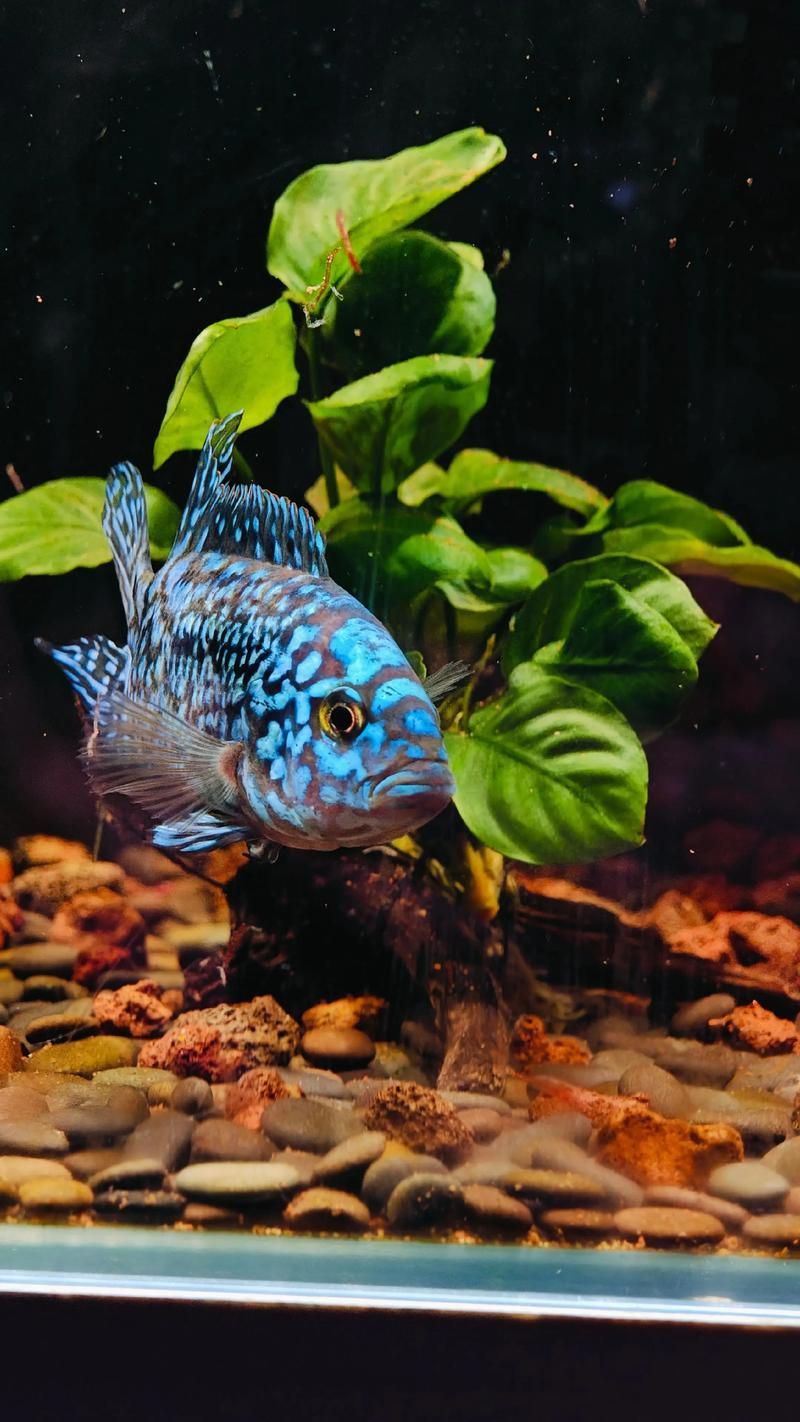 銀河星鉆魚是祥龍魚場的產品嗎？（銀河星鉆魚是祥龍魚場的產品嗎，）