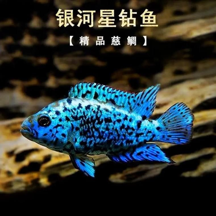 銀河星鉆魚是祥龍魚場的產品嗎？（銀河星鉆魚是祥龍魚場的產品嗎，）