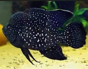 銀河星鉆魚是祥龍魚場的產品嗎？（銀河星鉆魚是祥龍魚場的產品嗎，）