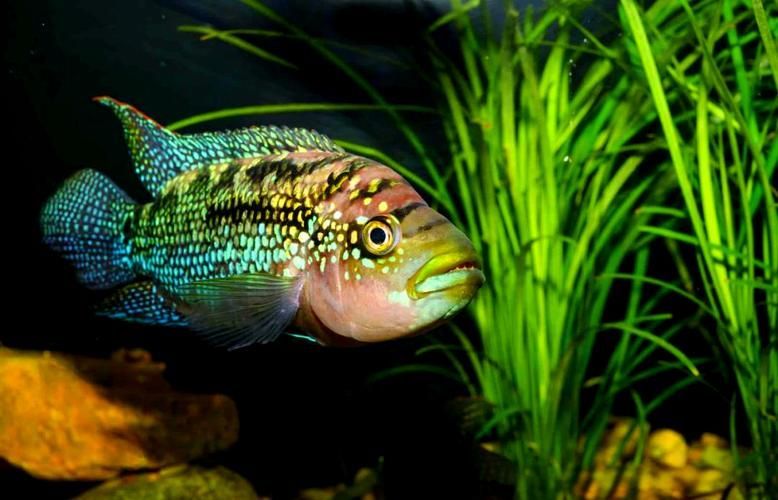 銀河星鉆魚是祥龍魚場的產品嗎？（銀河星鉆魚是祥龍魚場的產品嗎，）