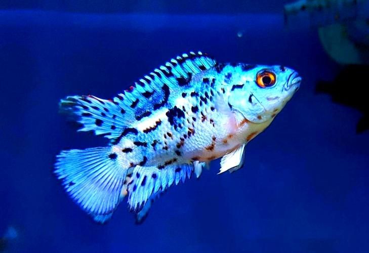 銀河星鉆魚是祥龍魚場的產品嗎？（銀河星鉆魚是祥龍魚場的產品嗎，）