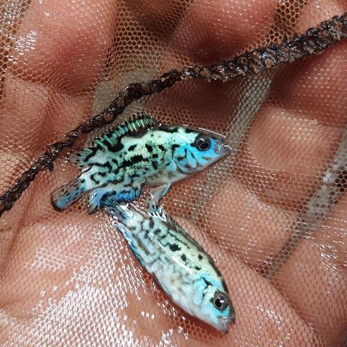 銀河星鉆魚是祥龍魚場的產品嗎？（銀河星鉆魚是祥龍魚場的產品嗎，）