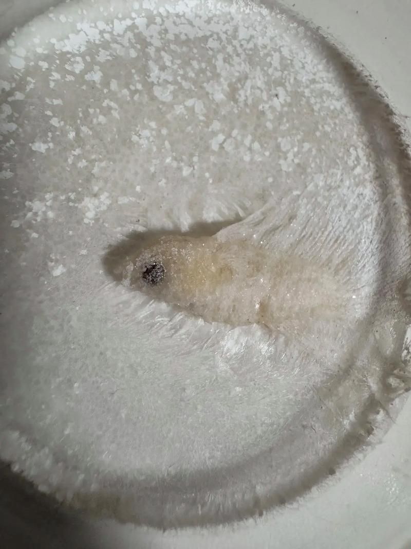 如何判斷龍魚是否患有這四種病？（關于龍魚常見疾病的搜索與診斷）