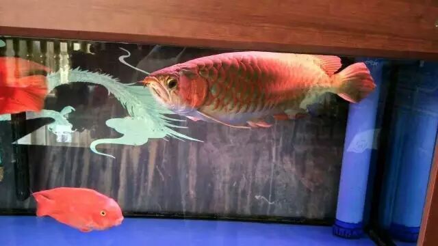 如何區分立達紅龍魚與其他紅龍魚？