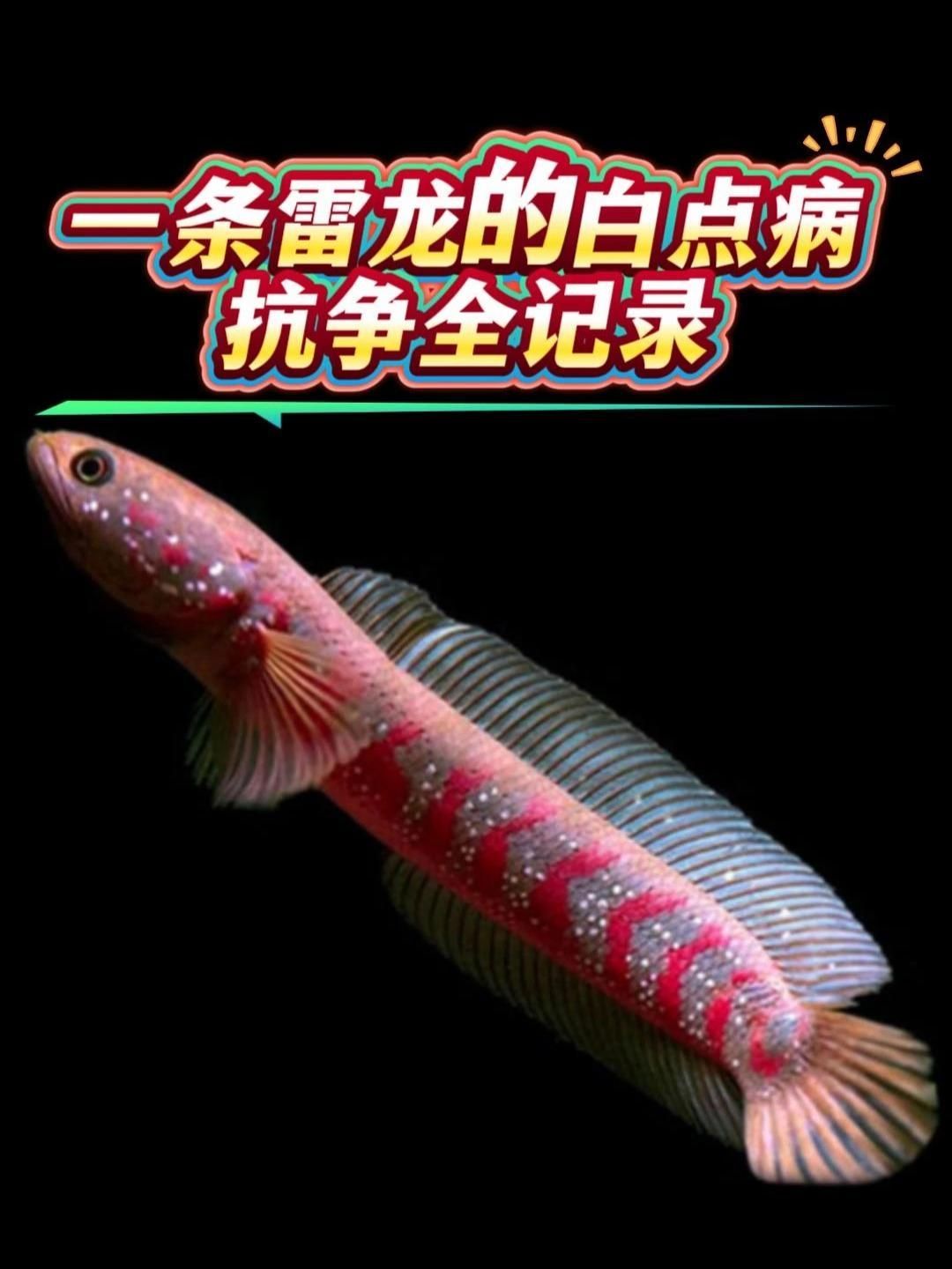 龍魚嘴上有白色的蟲子如何治療？（龍魚嘴上出現(xiàn)白色蟲子怎么辦？） 龍魚嘴上有白色的蟲子如何治療？（龍魚嘴上出現(xiàn)白色蟲子怎么辦？） 龍魚百科 第2張