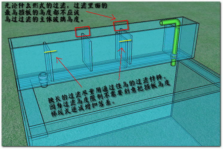 如何預(yù)防銀龍魚的常見疾病？（養(yǎng)殖銀龍魚的基礎(chǔ)知識(shí)）