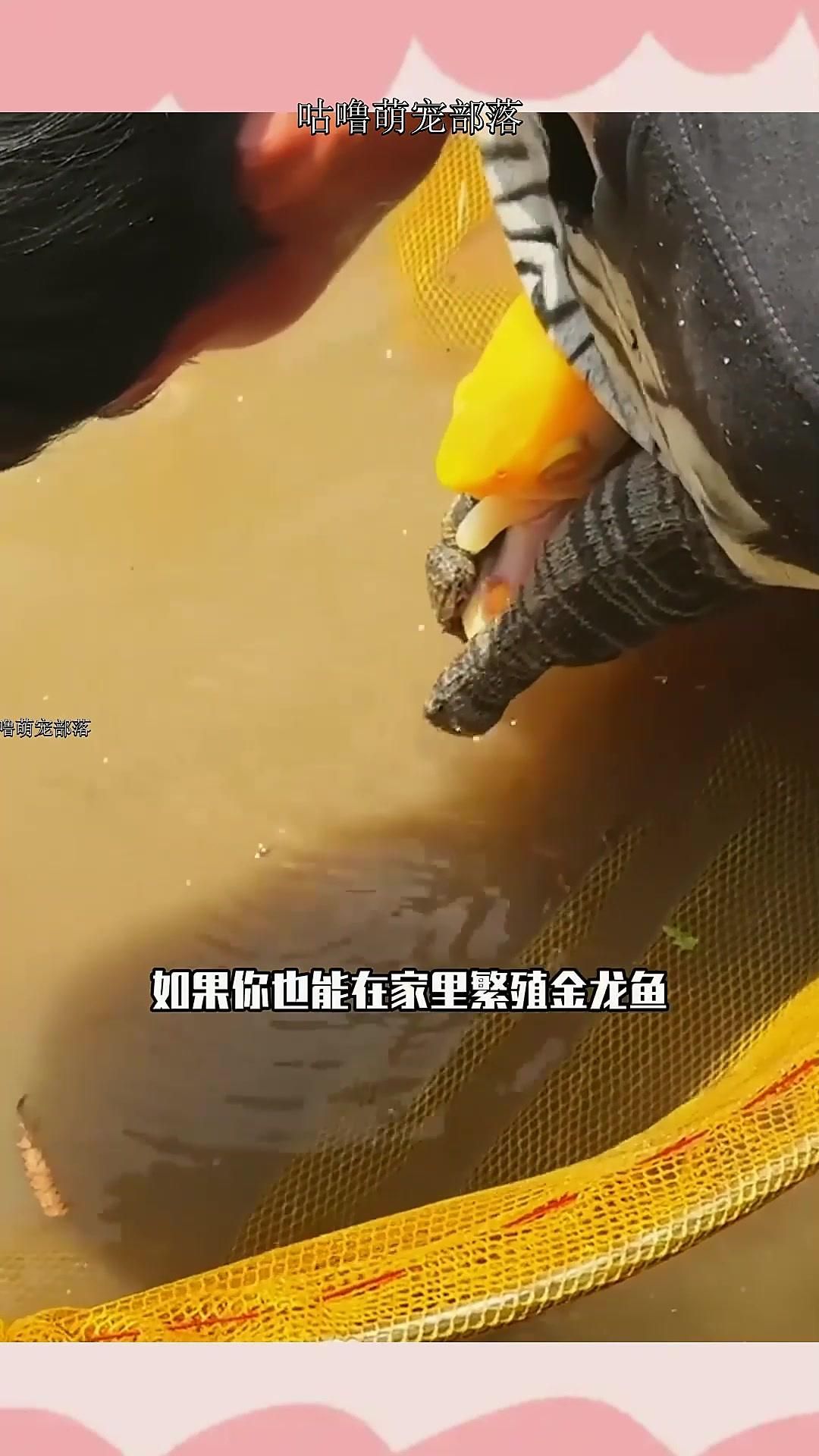 中國龍魚的繁殖方法有哪些？（中國龍魚的繁殖方式）