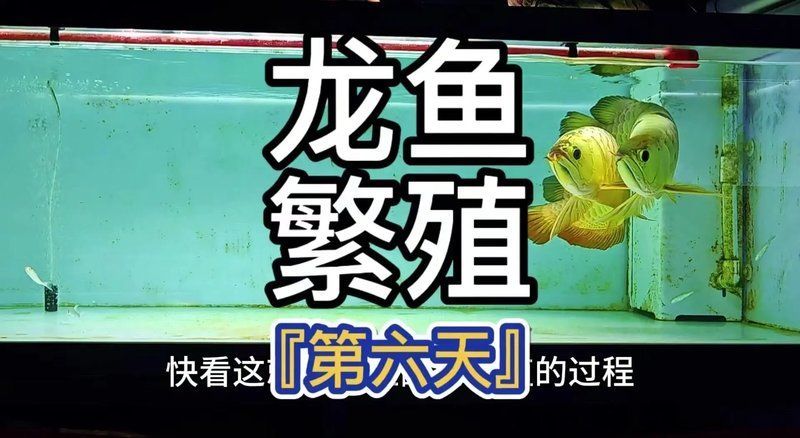 中國龍魚的繁殖方法有哪些？（中國龍魚的繁殖方式）
