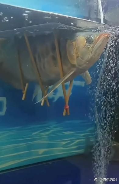 如何預防金龍魚腸炎？（如何科學預防金龍魚腸炎）
