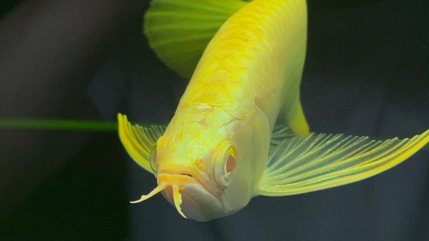 給我推薦一些高檔龍魚品種（高檔且稀有的龍魚品種）