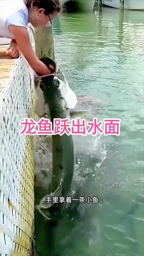 有哪些視頻教程演示如何正確喂食龍魚？（富媒體喂養龍魚技術）