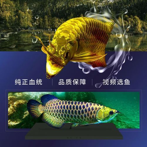古典金龍魚的市場價格大概是多少？（古典金龍魚的價格） 古典金龍魚的市場價格大概是多少？（古典金龍魚的價格） 龍魚百科 第1張