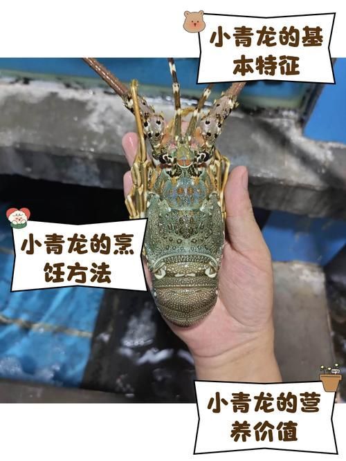 青龍魚和澳龍有哪些相似之處？（青龍魚和澳洲龍蝦的相似之處（scleropagesformosus））