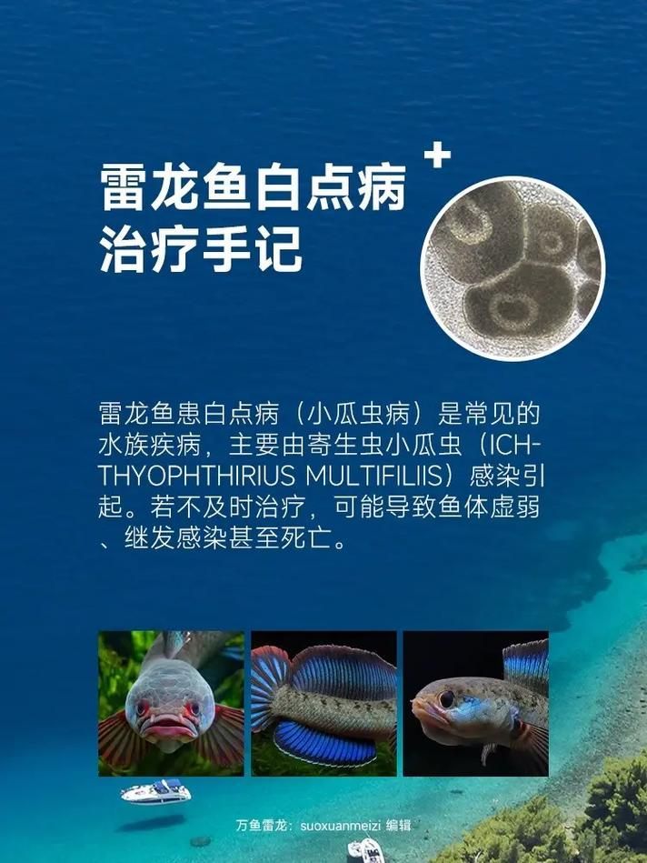 如何判斷龍魚是否需要鹽水輔助治療？（——科學判斷龍魚是否需要鹽水輔助治療）