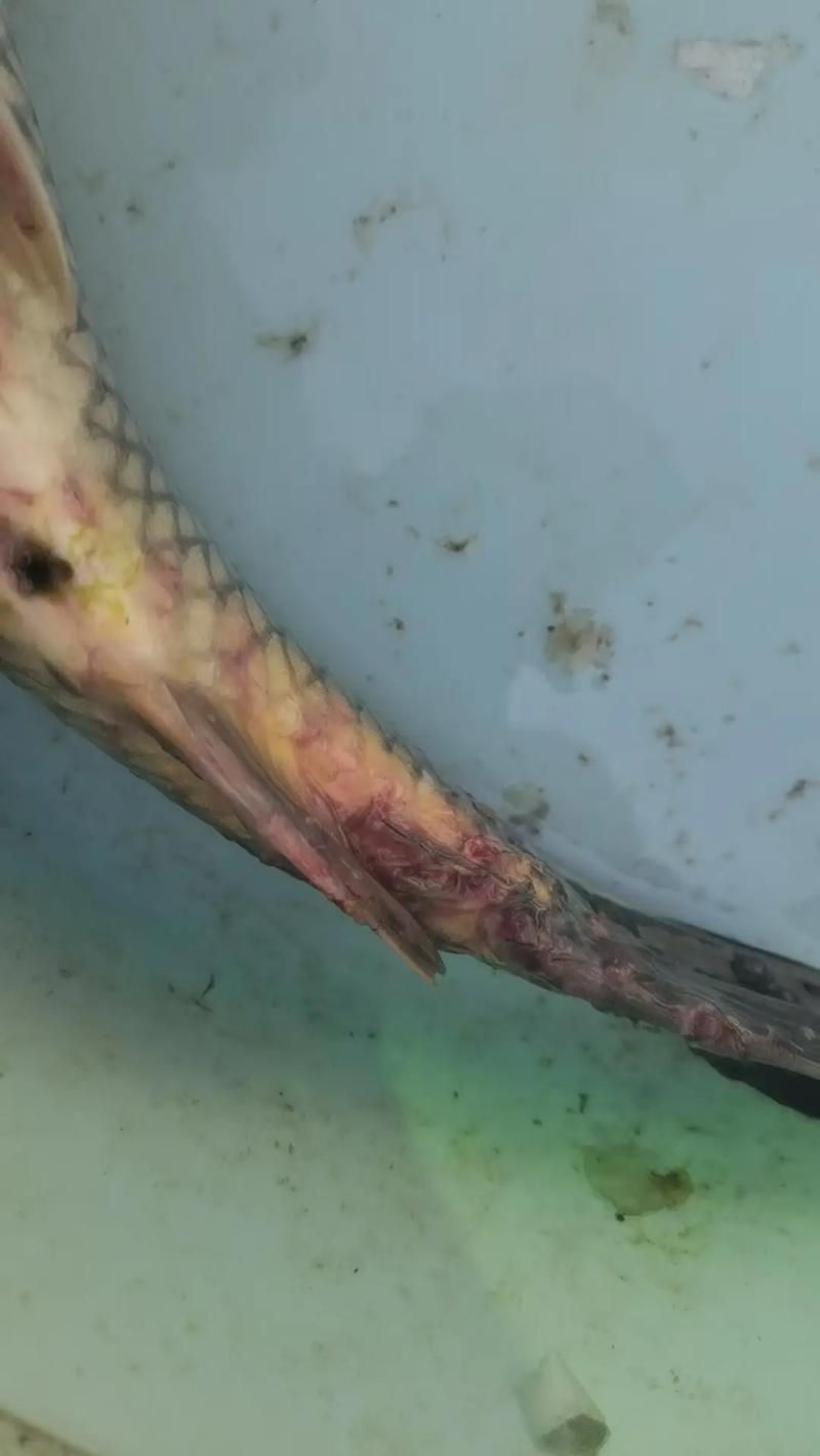 如何判斷龍魚鱗片缺口是否由寄生蟲引起？（如何判斷龍魚鱗片缺口是否由寄生蟲引起）