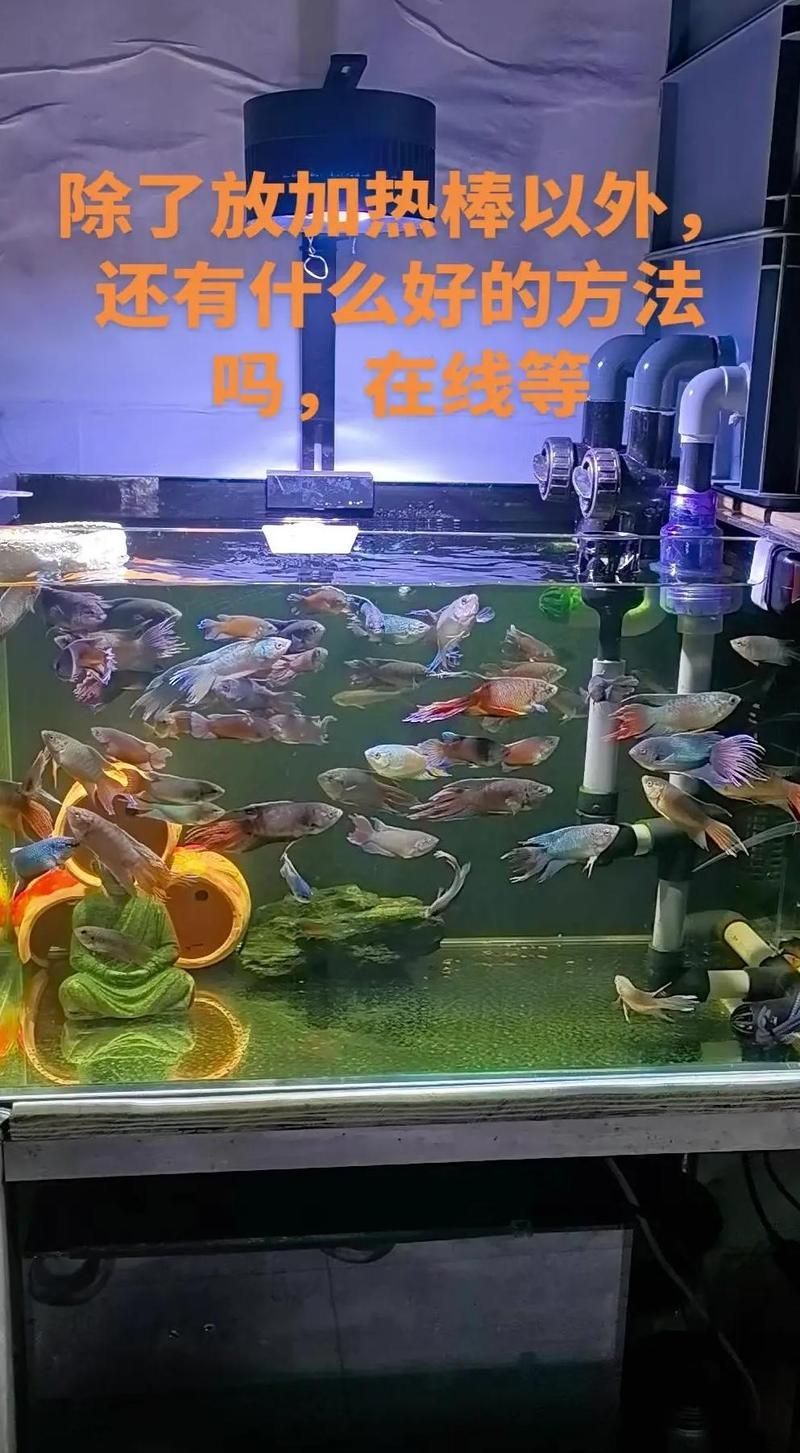如何維持龍魚缸的穩(wěn)定溫度？（如何維持龍魚缸的穩(wěn)定溫度）
