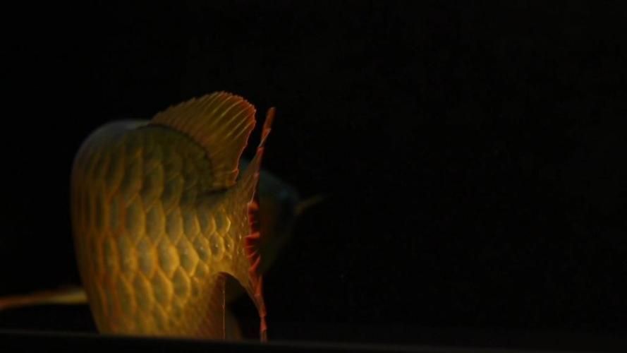 遵義龍魚有哪些獨(dú)特的品種？（紅龍、金龍、銀龍、金龍、銀龍、銀龍、銀龍等真實(shí)品種）