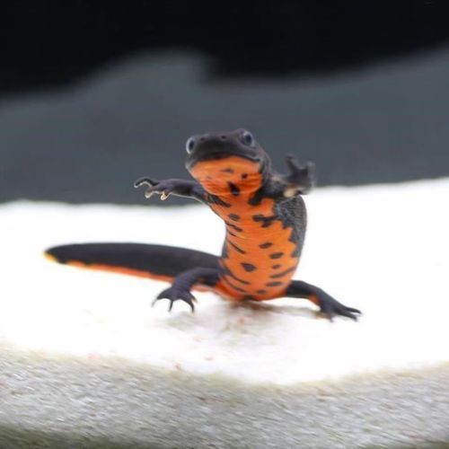 東方小火龍魚的價格是多少？（東方小火龍魚多少錢一條？）