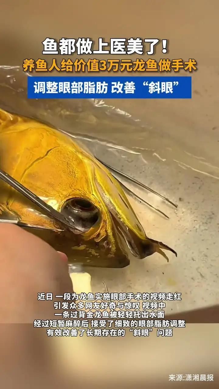如何區分<strong><mark>城口</mark></strong>龍魚與其他龍魚，<strong><mark>城口</mark></strong>龍魚品種對比圖譜，讓你一眼看懂“<strong><mark>城口</mark></strong>龍魚”與其他龍魚