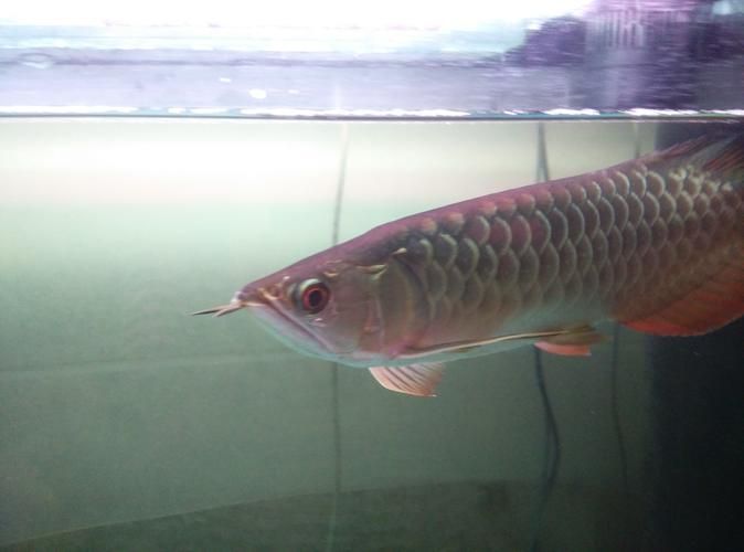 如何區(qū)分潮汕金龍魚和觀賞魚金龍魚？