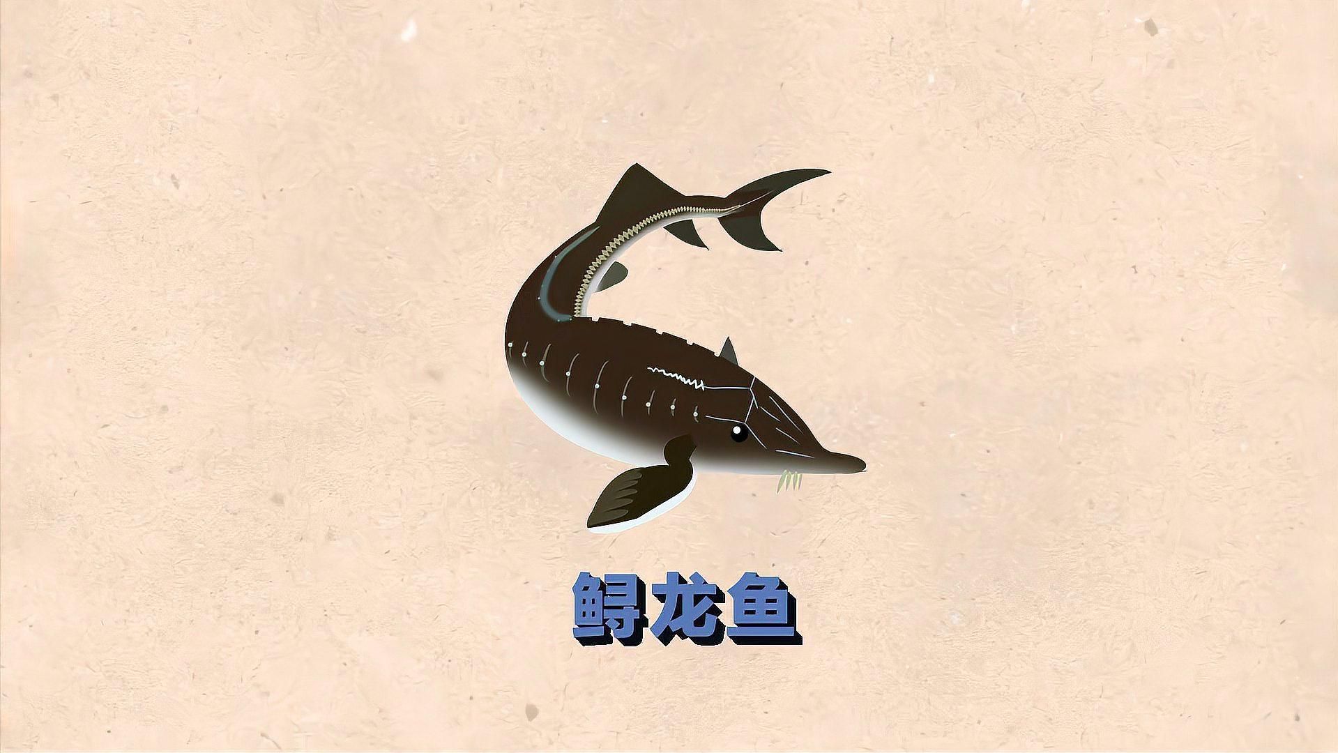 有哪些常見的鱘龍魚觀賞品種？（常見的鱘龍魚觀賞品種主要包括施氏鱘、中華鱘、匙吻鱘）