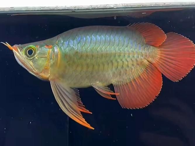 福泉龍魚哪個品種最好？（如何區分福泉龍魚的品種？）