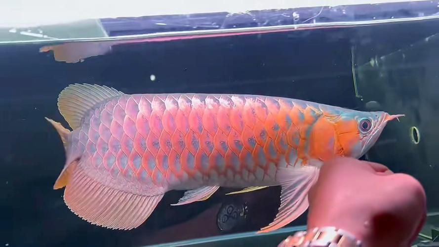 福泉龍魚哪個品種最好？（如何區分福泉龍魚的品種？）